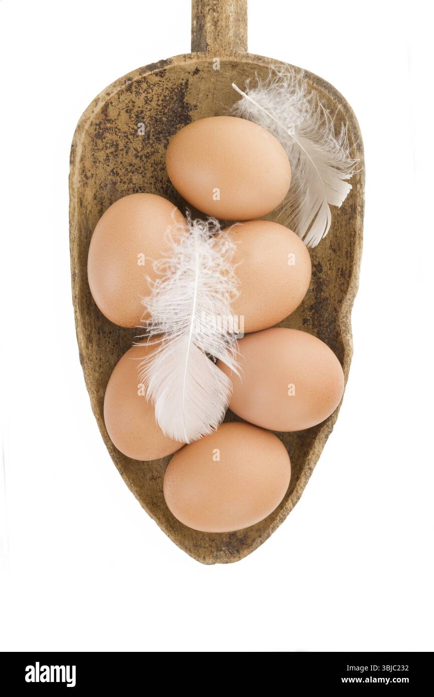 Frische organische natürliche braune Eier auf Holzlöffel isoliert auf weißem Hintergrund. Frische, moderne Bildsprache. Kulinarische Kunst Stockfoto