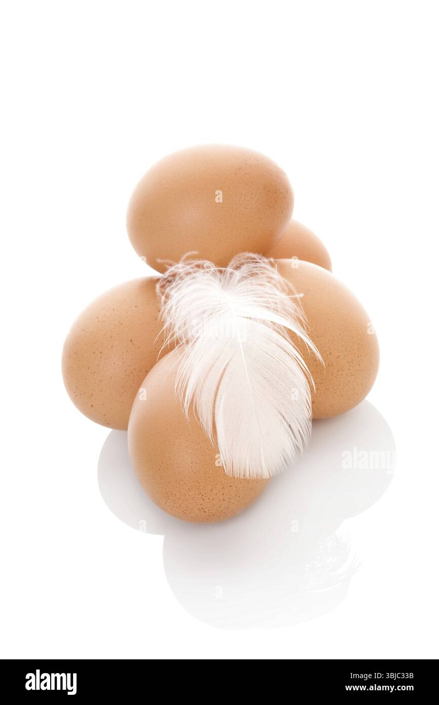 Braune Eier mit Feder isoliert auf weißem Hintergrund. Frische, moderne Bildsprache. Kulinarische Kunst Stockfoto