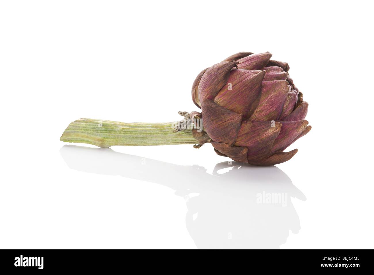 Artischocke isoliert auf weißem Hintergrund. Kulinarische Kunst, gesunde Ernährung, frisches Gemüse Stockfoto