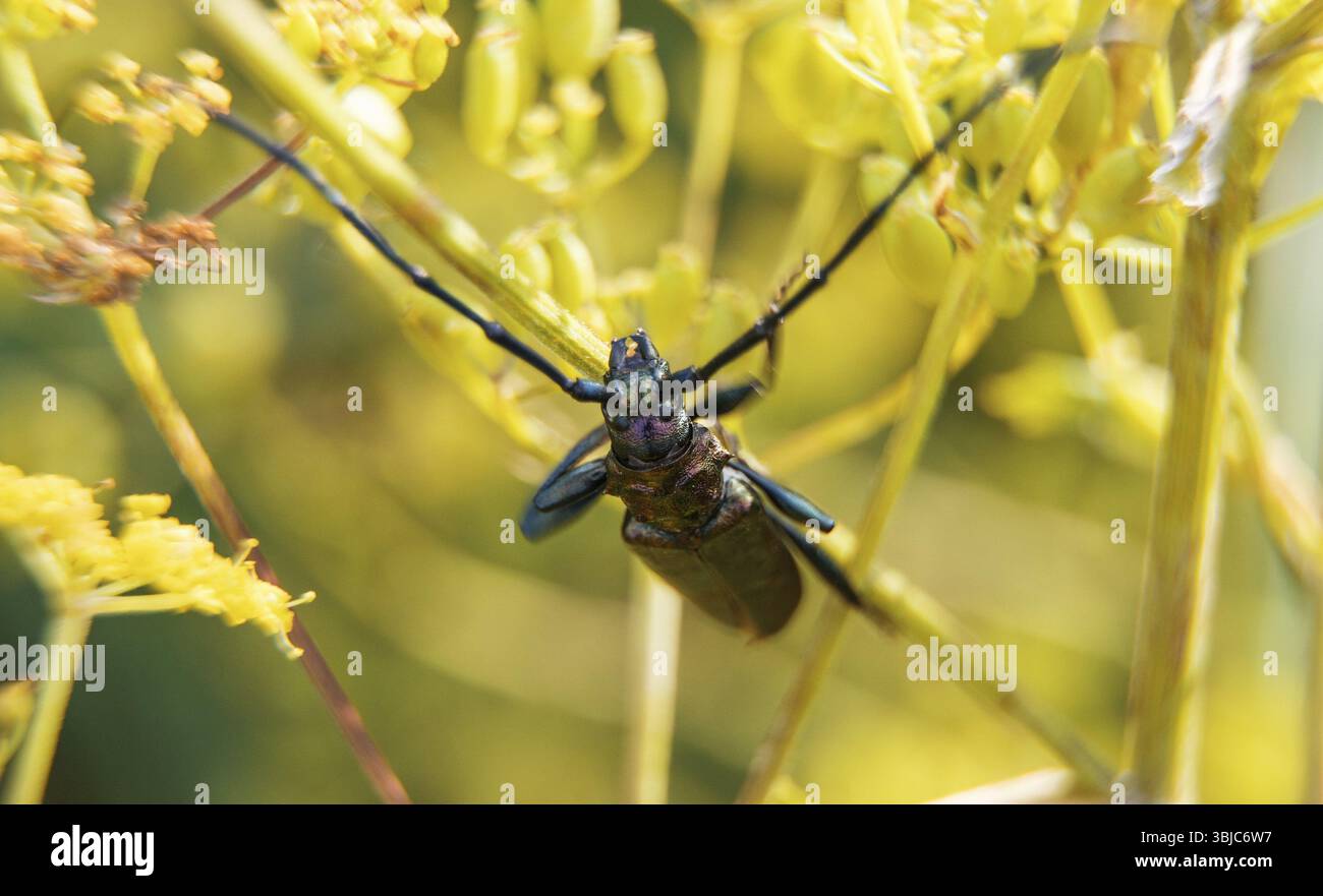 Makroaufnahme des Muskenkäfers. Aromia moschata Stockfoto