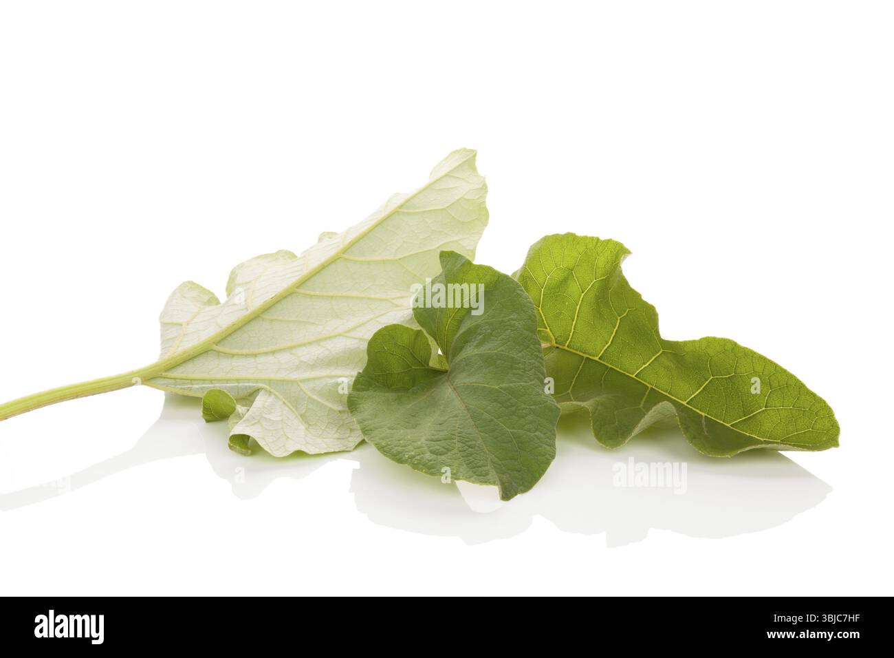 Gesunde Klettenpflanze Blätter isoliert auf weißem Hintergrund. Medizinische Pflanze Stockfoto