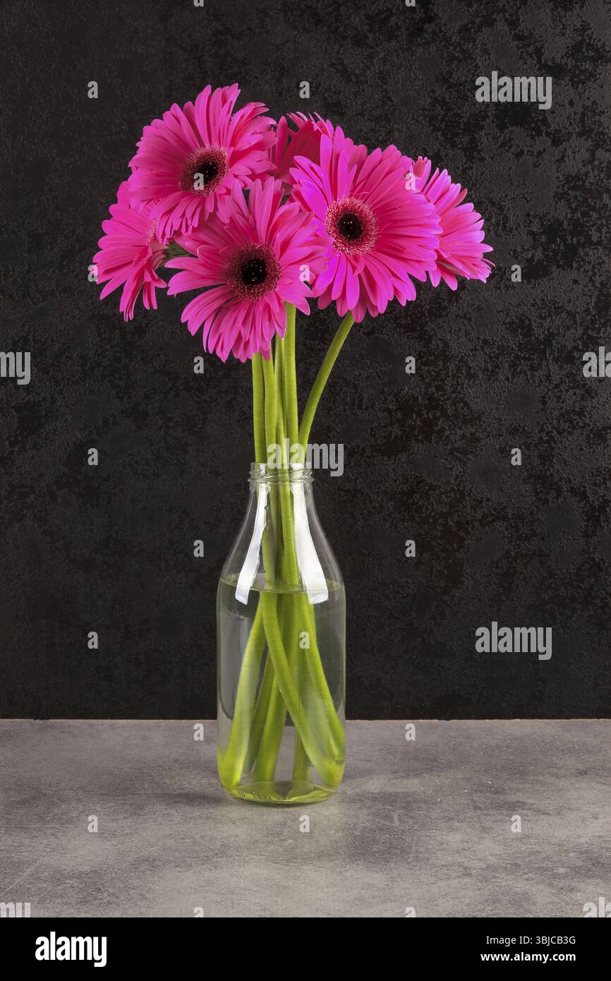 Gerbera rosa Blüten in Vase vor dunklem Hintergrund Stockfoto