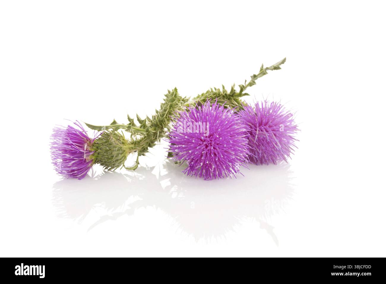 Thistle Blume isoliert auf weißem Hintergrund Makro. Pflanzliche Heilmittel Stockfoto