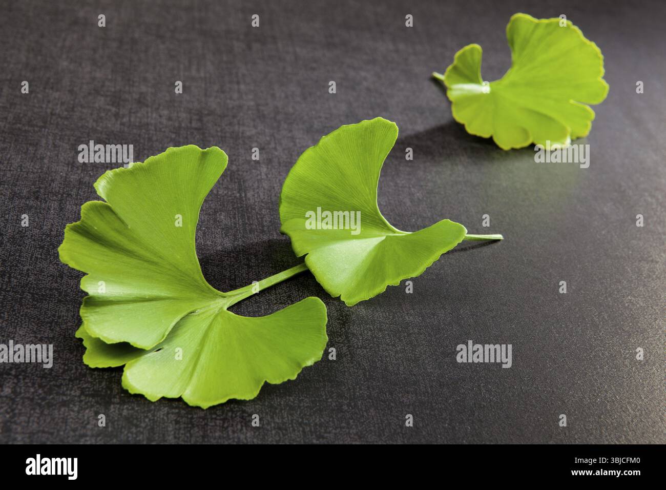Ginkgo geht auf schwarzem Hintergrund. Natürliche Heilung Stockfoto