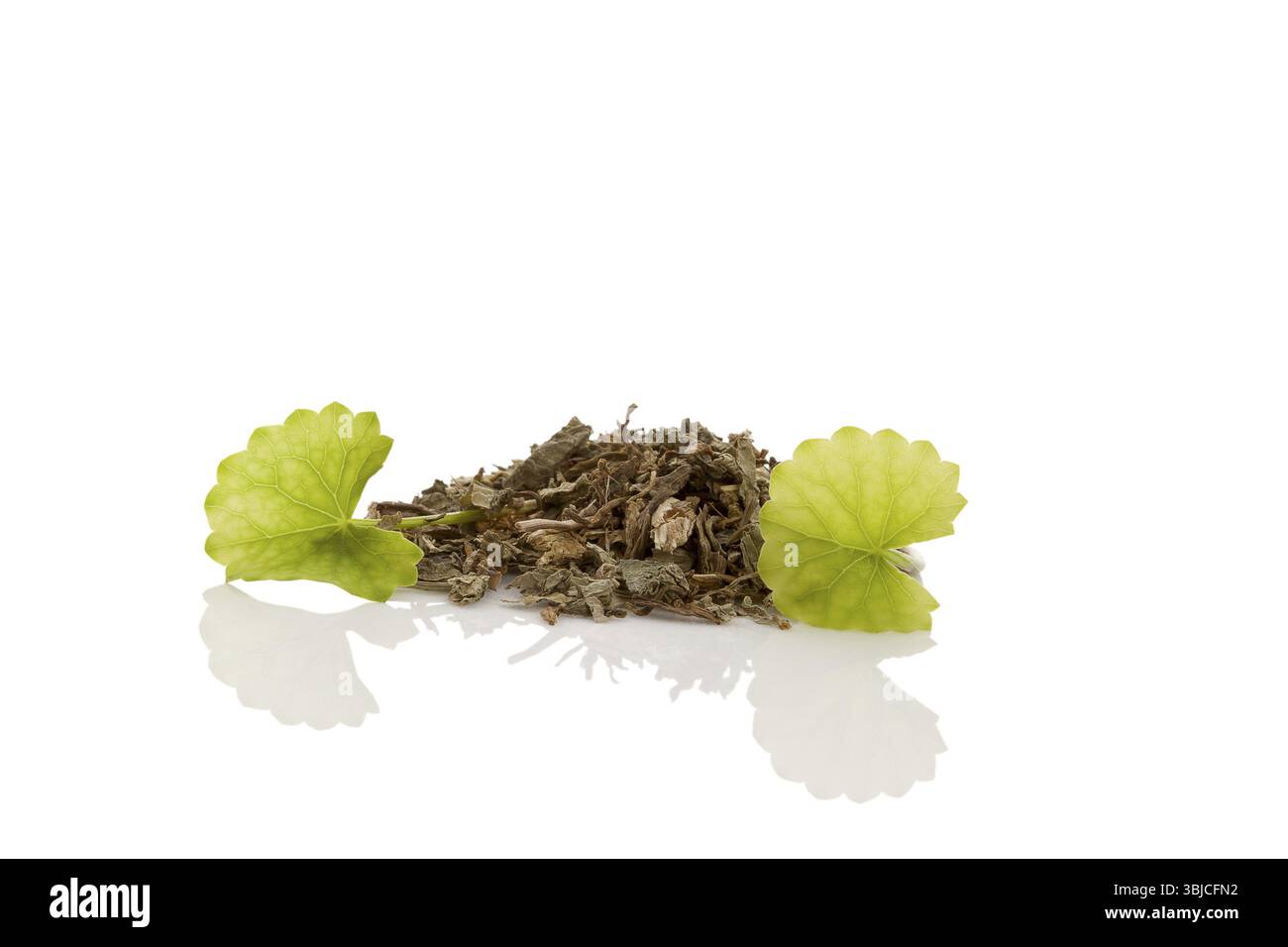 Gotu Kola getrocknete und frische Blätter isoliert auf weißem Hintergrund. Pflanzliche Mittel Stockfoto