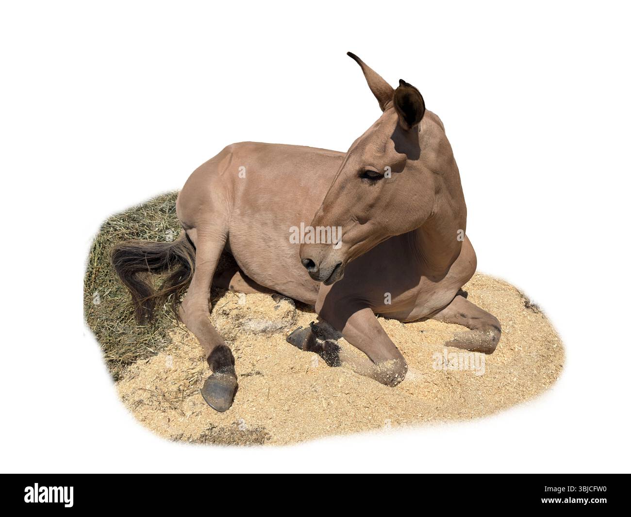 Hellbraunes Maultier ruht auf Heu und Stroh. Er liegt und ist isoliert. Seine Ohren sind hoch und seine Augen sind weit offen. Kein Esel, sondern ein Maultier. Stockfoto