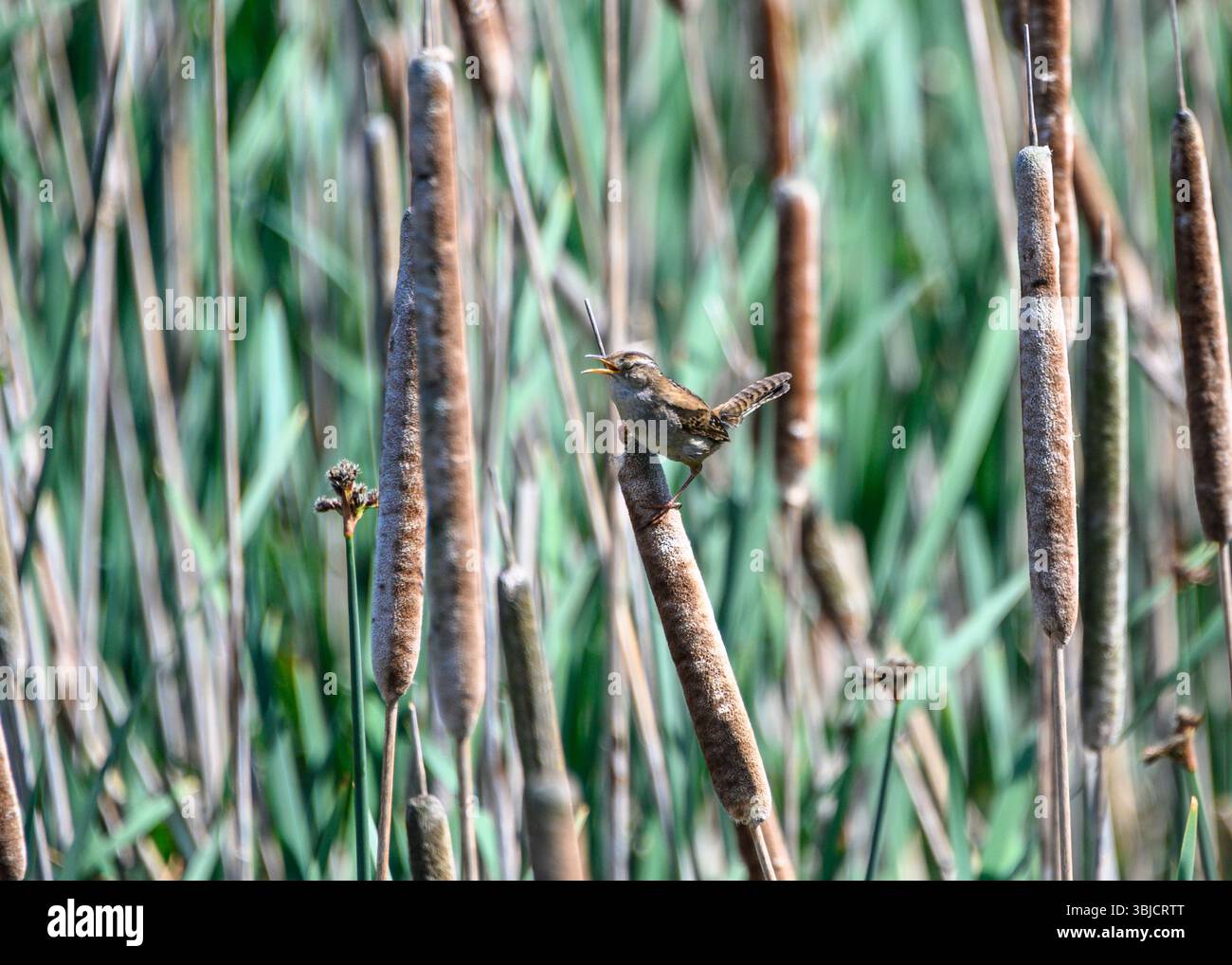 Ein kleiner Sumpfvogel thront auf einem Heck und singt laut, umgeben von hohen grünen Pflanzen in einer friedlichen Feuchtlandschaft. Die Szenenaufnahme Stockfoto