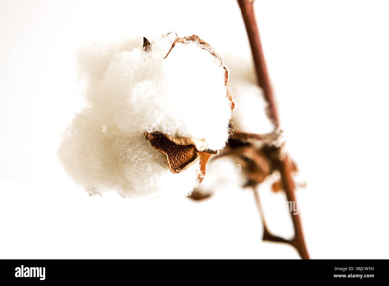 Reife Baumwoll-Knospen auf weißem Hintergrund Stockfoto