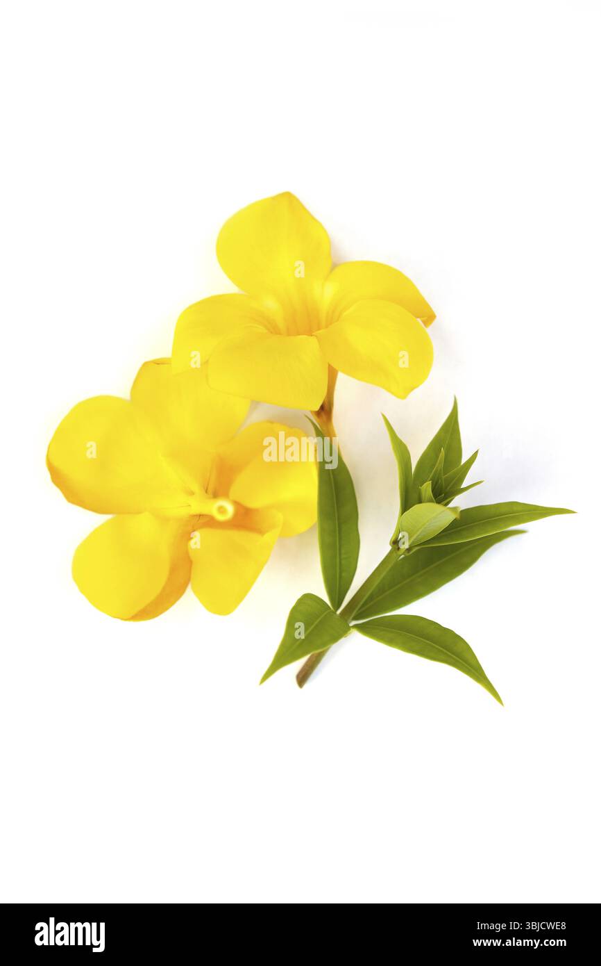 Goldene Trompete oder gelbe Glocke (Allamanda Cathartica) Blume mit Blättern isoliert auf weißem Hintergrund Stockfoto