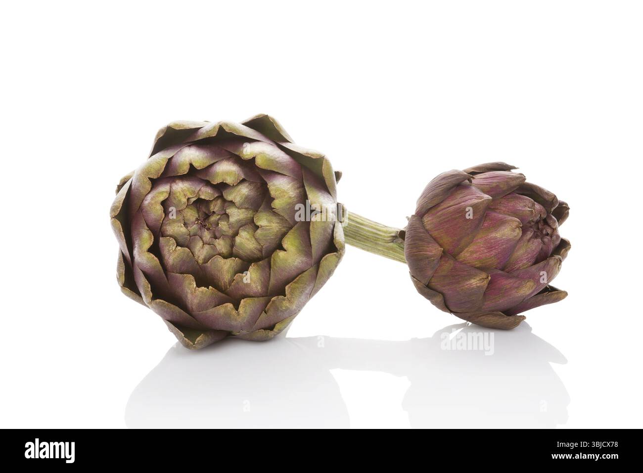Artischocke isoliert auf weißem Hintergrund. Kulinarische Kunst, gesunde Ernährung, frisches Gemüse Stockfoto