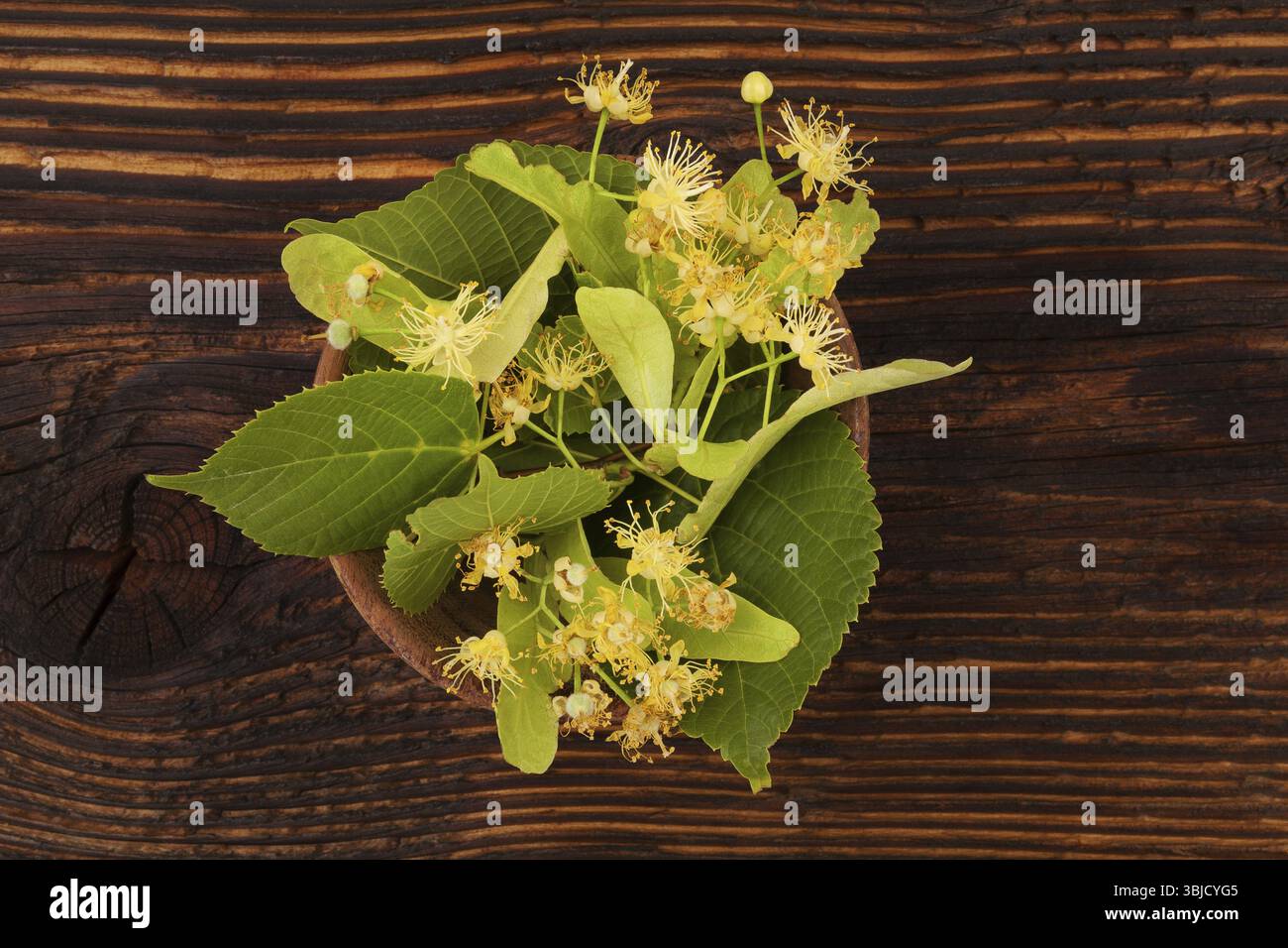 Lindenblüten mit Blättern in Holzschale auf Holztisch von oben. Tilia Stockfoto