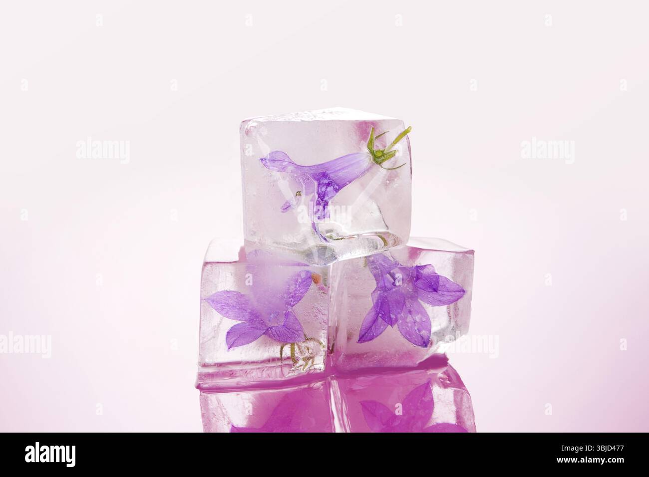 Feminine Schönheit. Blume gefroren in Eiswürfeln isoliert auf rosafarbenem Hintergrund. Romantik und Liebeskonzept Stockfoto