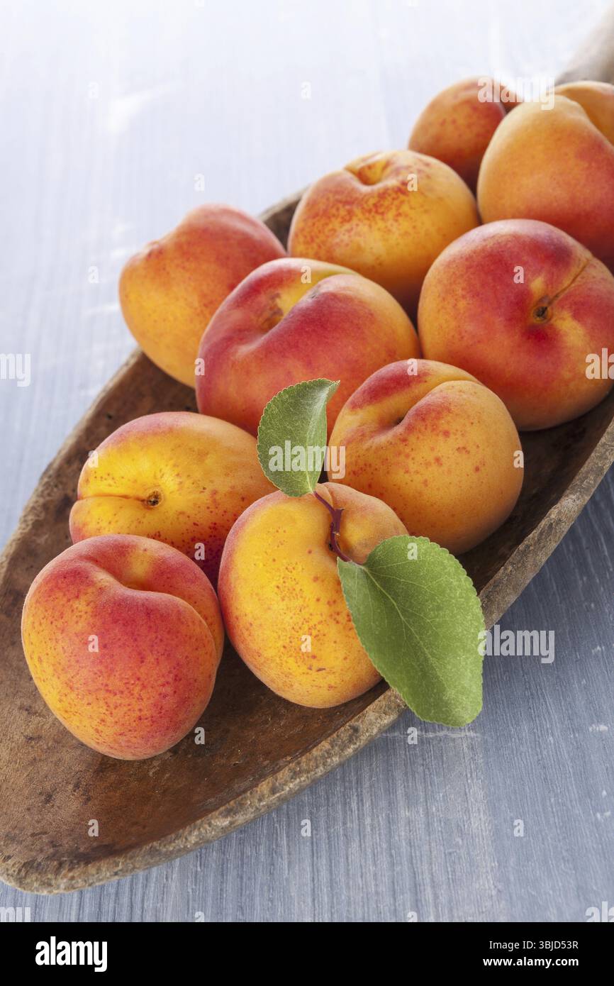 Frische reife Aprikosen auf Holzteller auf blauem hölzernem Hintergrund. Frisches Obst, rustikaler Landhausstil Stockfoto