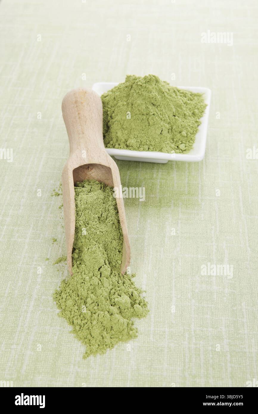 Gemahlenes Gerstengras auf hölzerner Schaufel auf grünem Hintergrund. Grüne Superfood. Kräutermedizin, Entgiftungskonzept Stockfoto