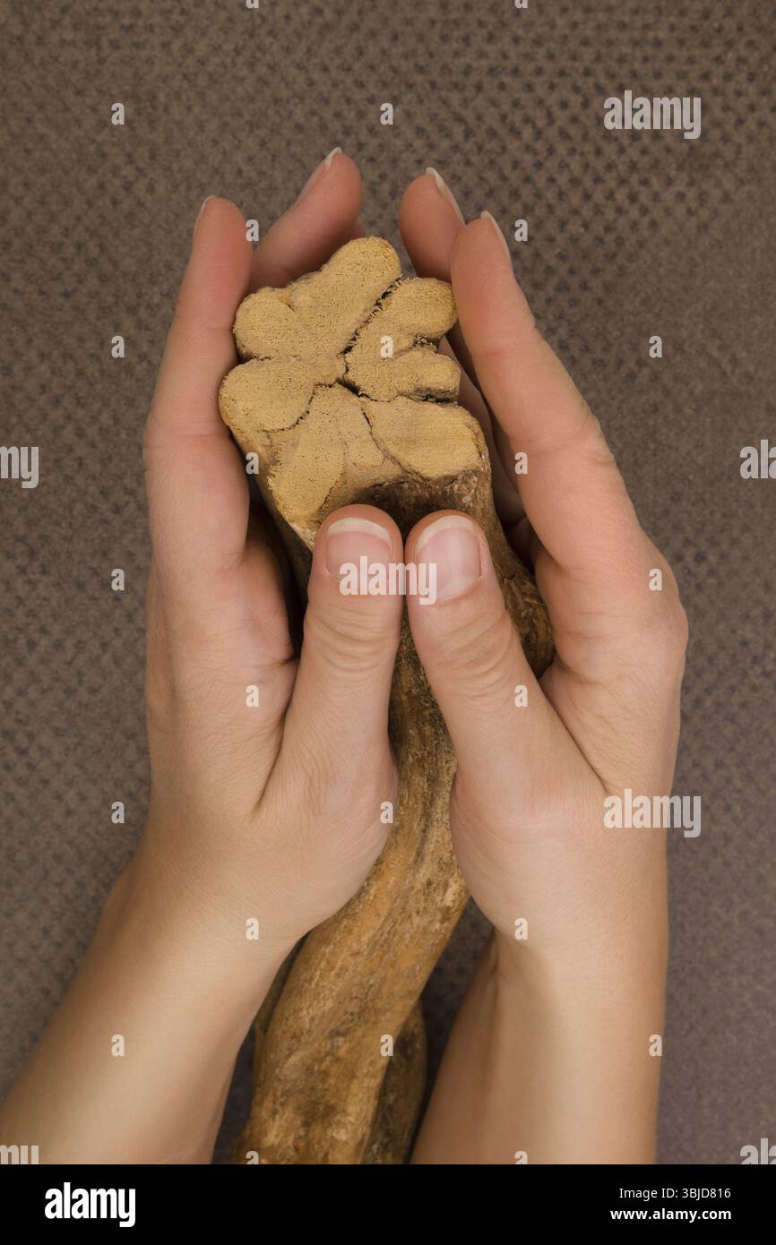 Ayahuasca banisteriopsis caapi Holz in weibliche Hände. Traditionelle psychedelic visionery Brauen. Entheogen Stockfoto