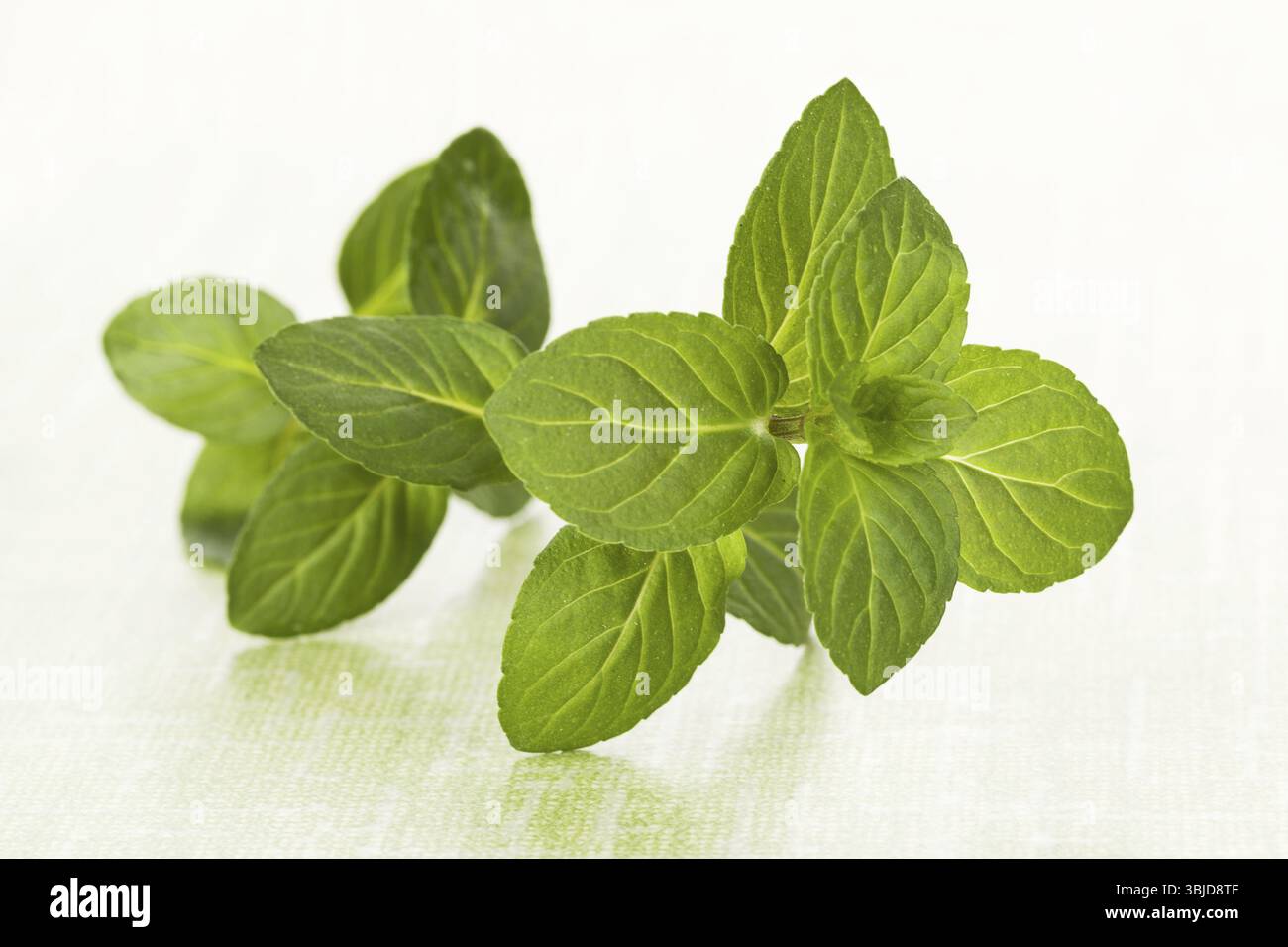 Frische Minzblätter isoliert auf grünem Hintergrund. Pflanzliche Medizin Stockfoto