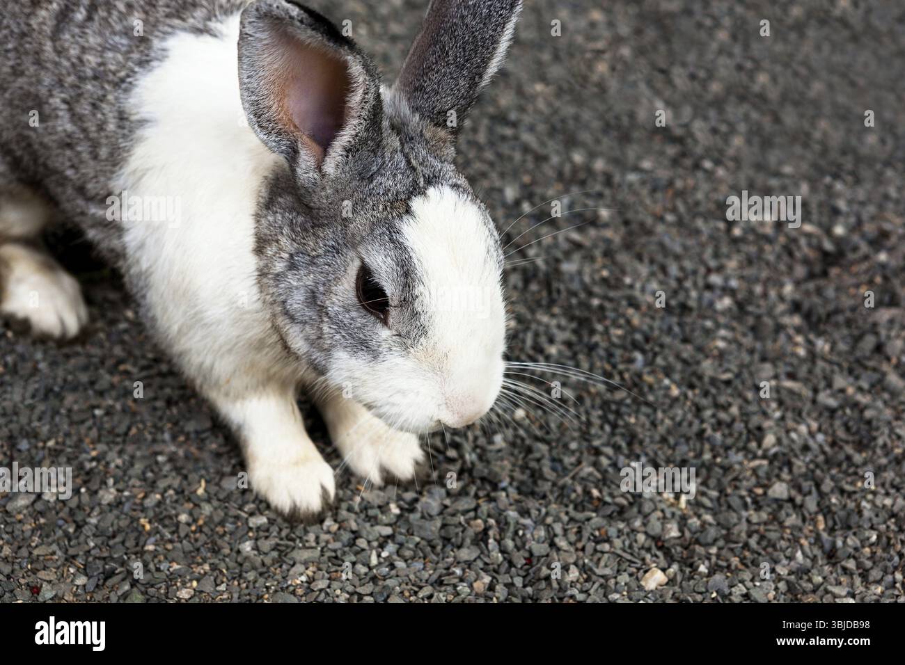 Kleines Kaninchen auf dem Kiesboden. Niedliches Tier Stockfoto