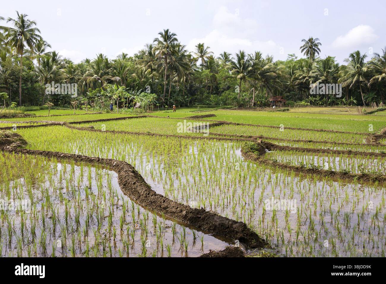 Wunderschöne Reisfelder im ländlichen Thailand, Asien Stockfoto