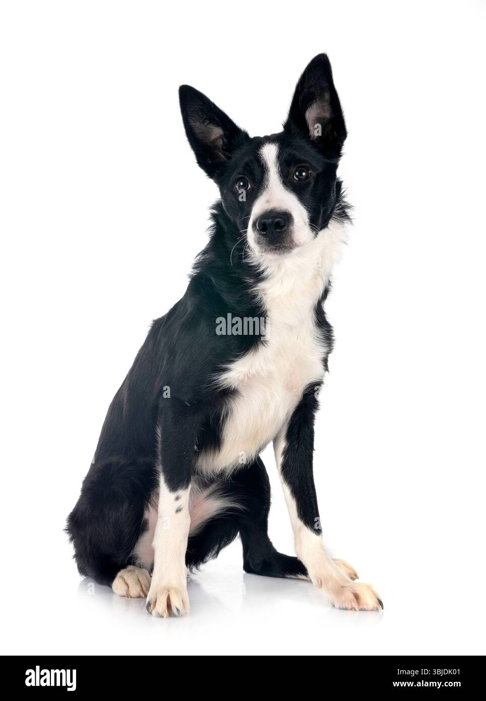Welpen Border Collie vor weißem Hintergrund Stockfoto