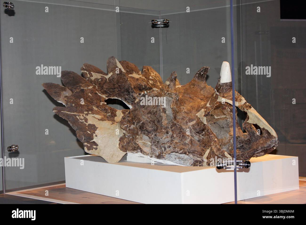 Ein großes Dinosaurierschädelfossil wird in einem Glaskasten in einem Museum ausgestellt. Die komplizierten Details des Schädels zeigen die Eigenschaften der Kreatur, die lehrreich ist Stockfoto