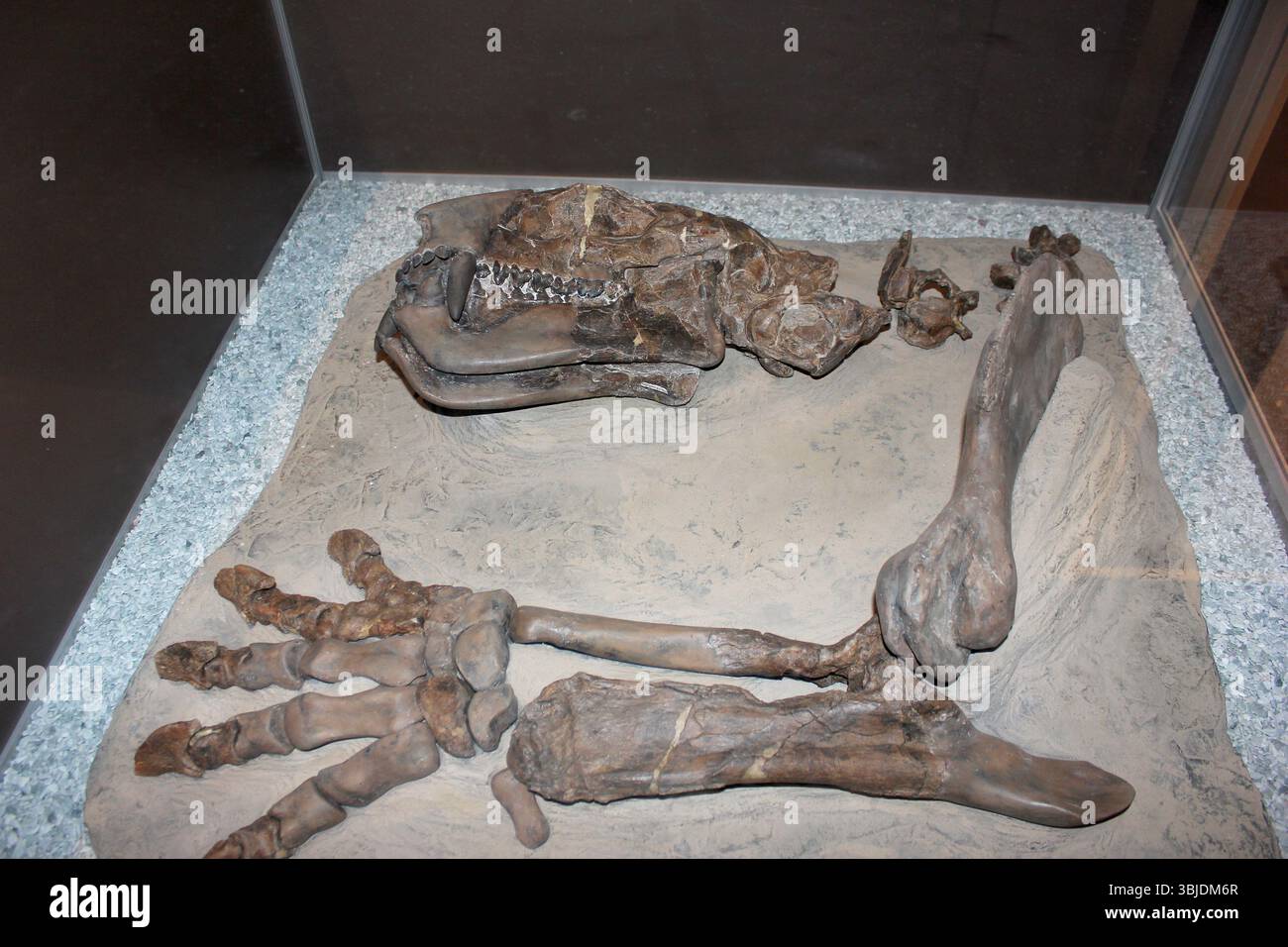 Ein gut erhaltenes, fossiles Skelett wird in einer Museumsausstellung ausgestellt, in der die Überreste einer prähistorischen Kreatur zu sehen sind. Die detaillierte Positionierung Stockfoto