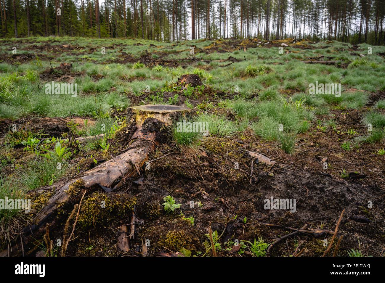 Holzfällergebiet in einem finnischen Wald mit einem Baumstumpf im Vordergrund Stockfoto