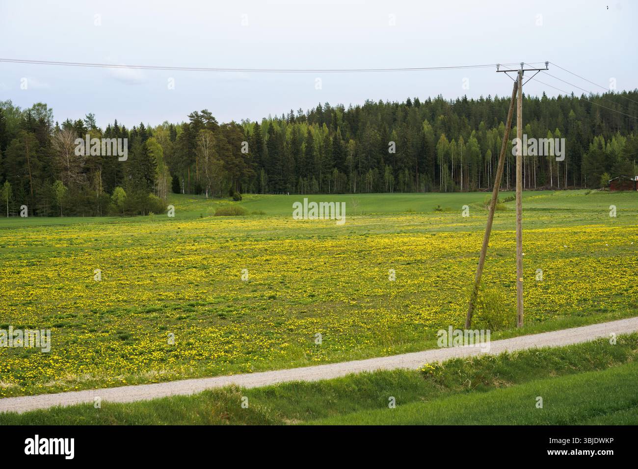 Lebhaftes Feld mit gelben Blumen neben einer Landstraße in Finnland. Stockfoto