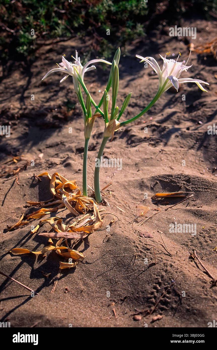 Seedarffodil (Pancratium maritimum), Amaryllidaceae. Mehrjähriges Rhizomatöses Kraut, wilde Pflanze, weiße Blume. Stockfoto