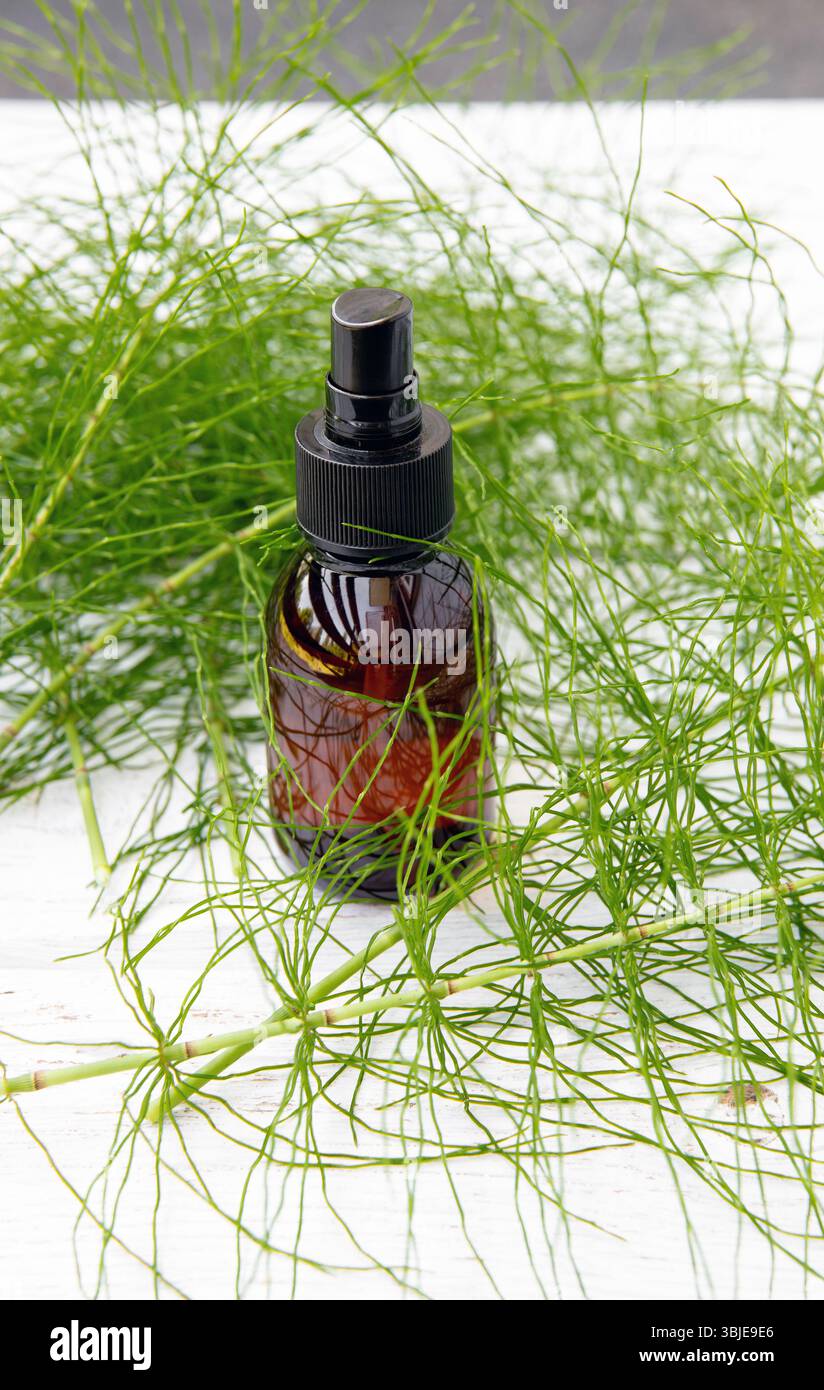 Natürliches pflanzliches Heilmittel namens Equisetum arvense der Schachtelhalm oder gewöhnliche Schachtelhalmtinktur in brauner Glasflasche. Pflanzenzweige verstreut Stockfoto