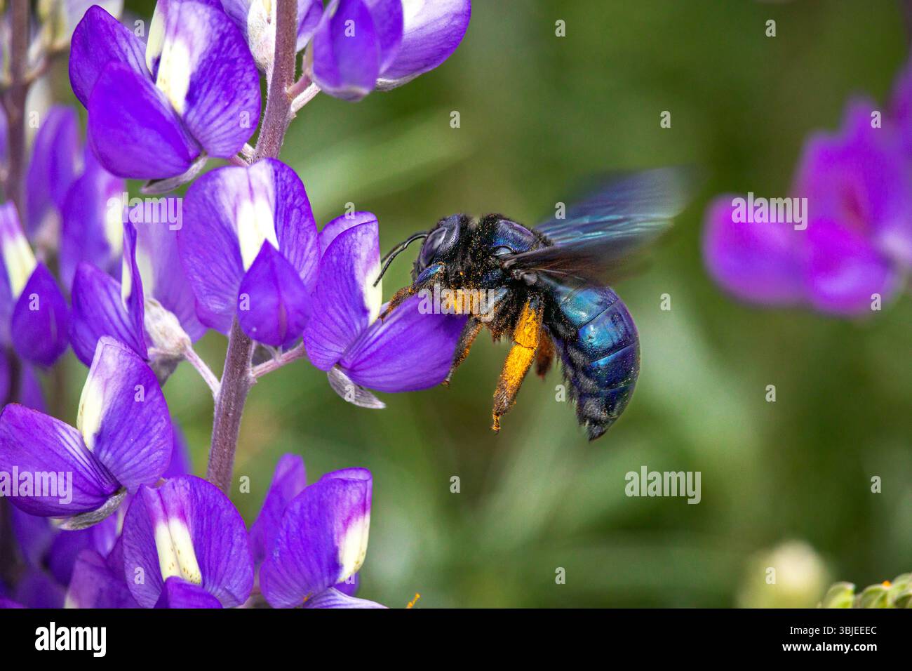 Eine Tischlerbiene besucht lila Blumen und bestäubt auch. Stockfoto
