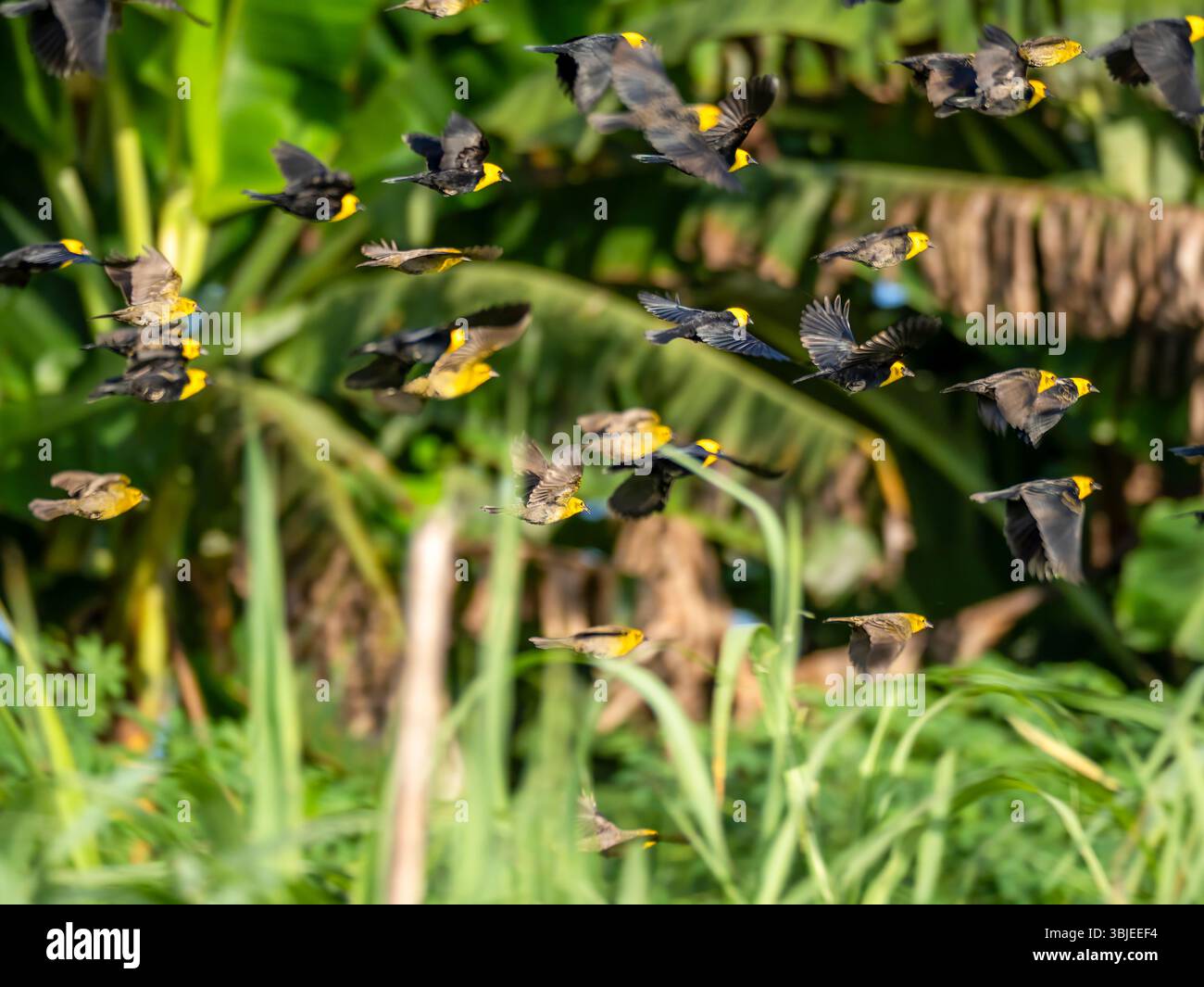 Eine Herde gelbköpfiger Amseln (Chrysomus icterocephalus) im Flug. Manche Vögel sind außer Fokus. Fotografiert auf einer Filiale des Amazonas. Stockfoto