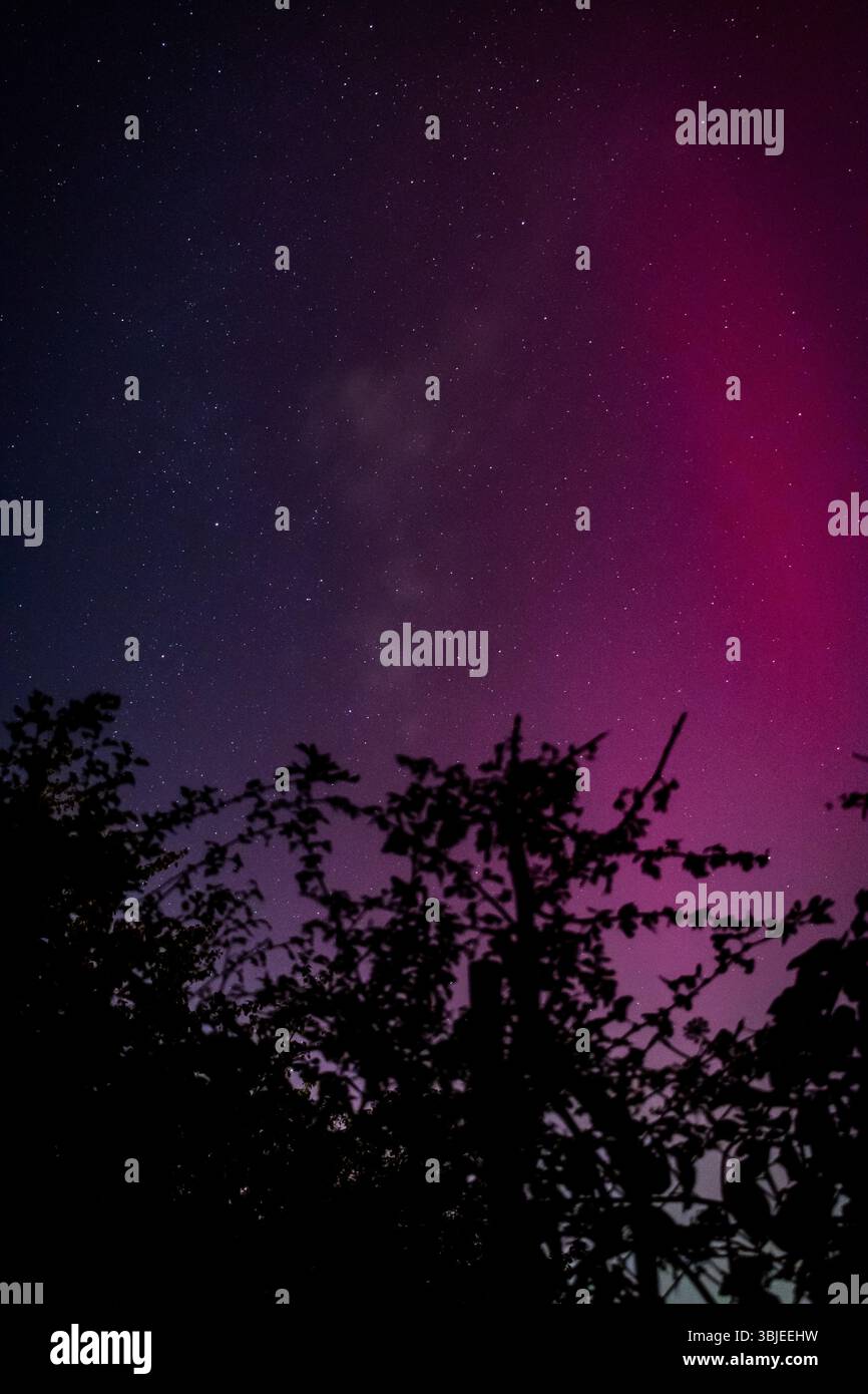 Aurora borealis (Nordlichter) beleuchtet den Nachthimmel in leuchtenden Violett- und Rosa-Tönen mit einer Baumsilhouette im Vordergrund. Stockfoto