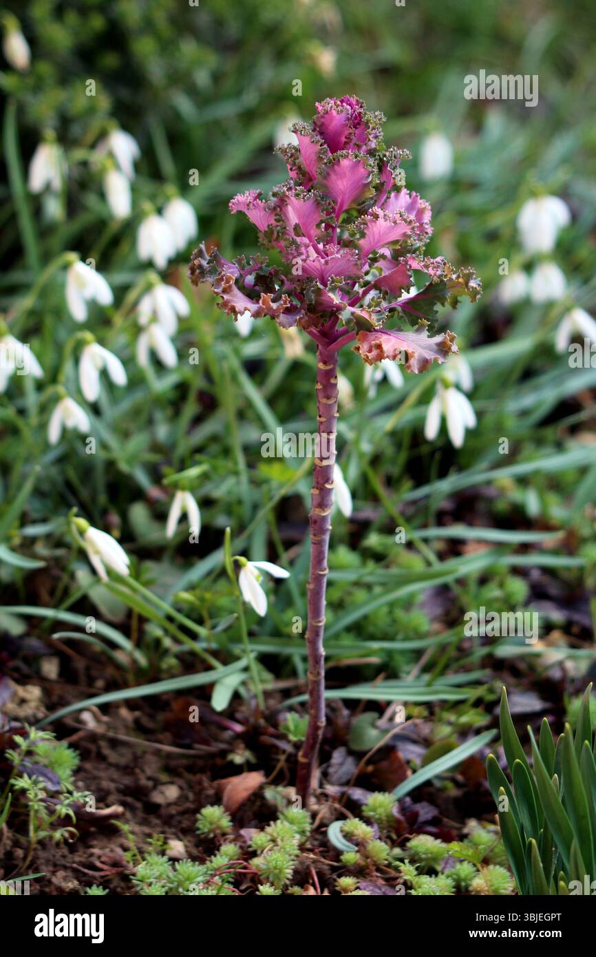 Zierkohl Brassica oleracea, auch Blütenkohl genannt, zeigt eine hohe violette Rosette mit Rüschenblättern und einem kräftigen Stiel, der dazwischen wächst Stockfoto