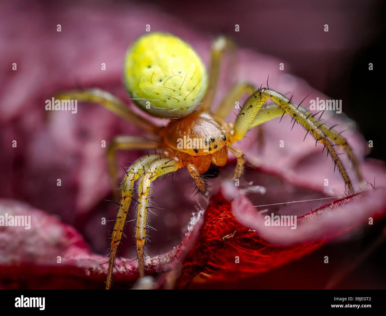 Nahaufnahme einer grünen Gurkenspinne auf einem leuchtend roten Blatt mit komplizierten Details und Texturen Stockfoto