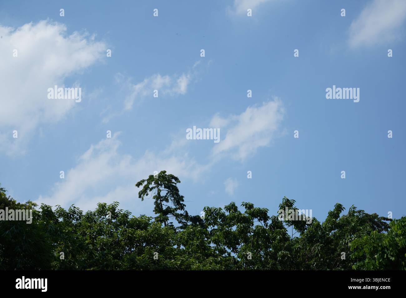 Blauer Himmel und weiße Wolken über dem Wald, klarer Himmel Stockfoto