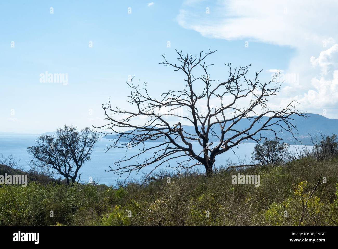 Baum vor dem Meer, blauer Himmel. Hochwertige Fotos Stockfoto