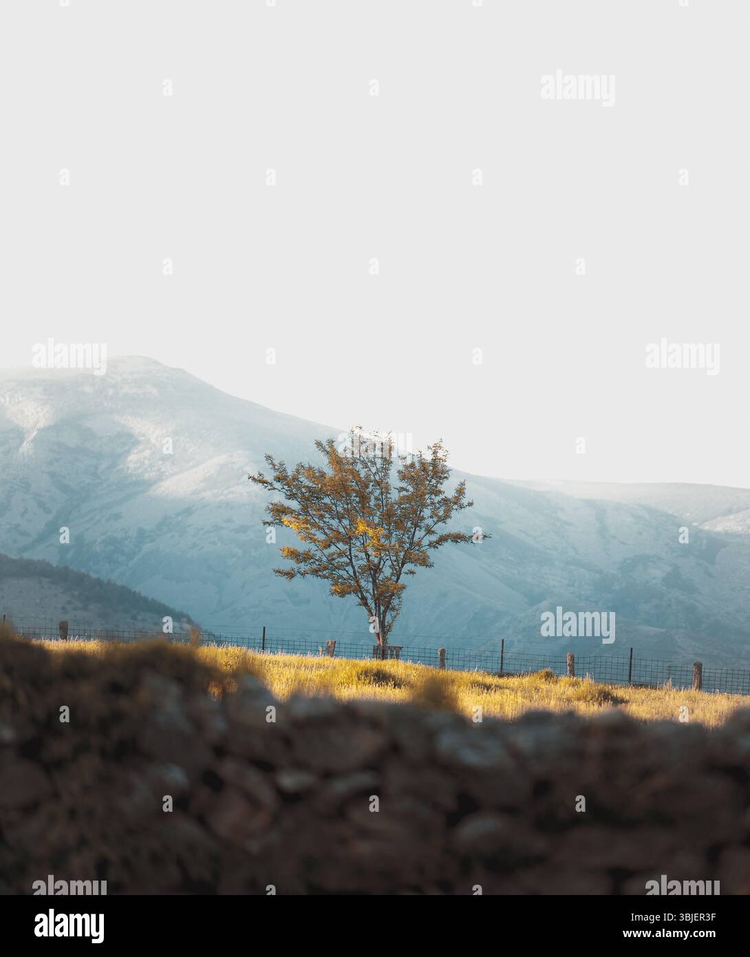 Einsamer Baum in Zentralspanien mit Sierra de Gredos im Hintergrund, Spätfrühling, Hintergrund mit Kopierraum, sanfte, traumhafte Ästhetik Stockfoto