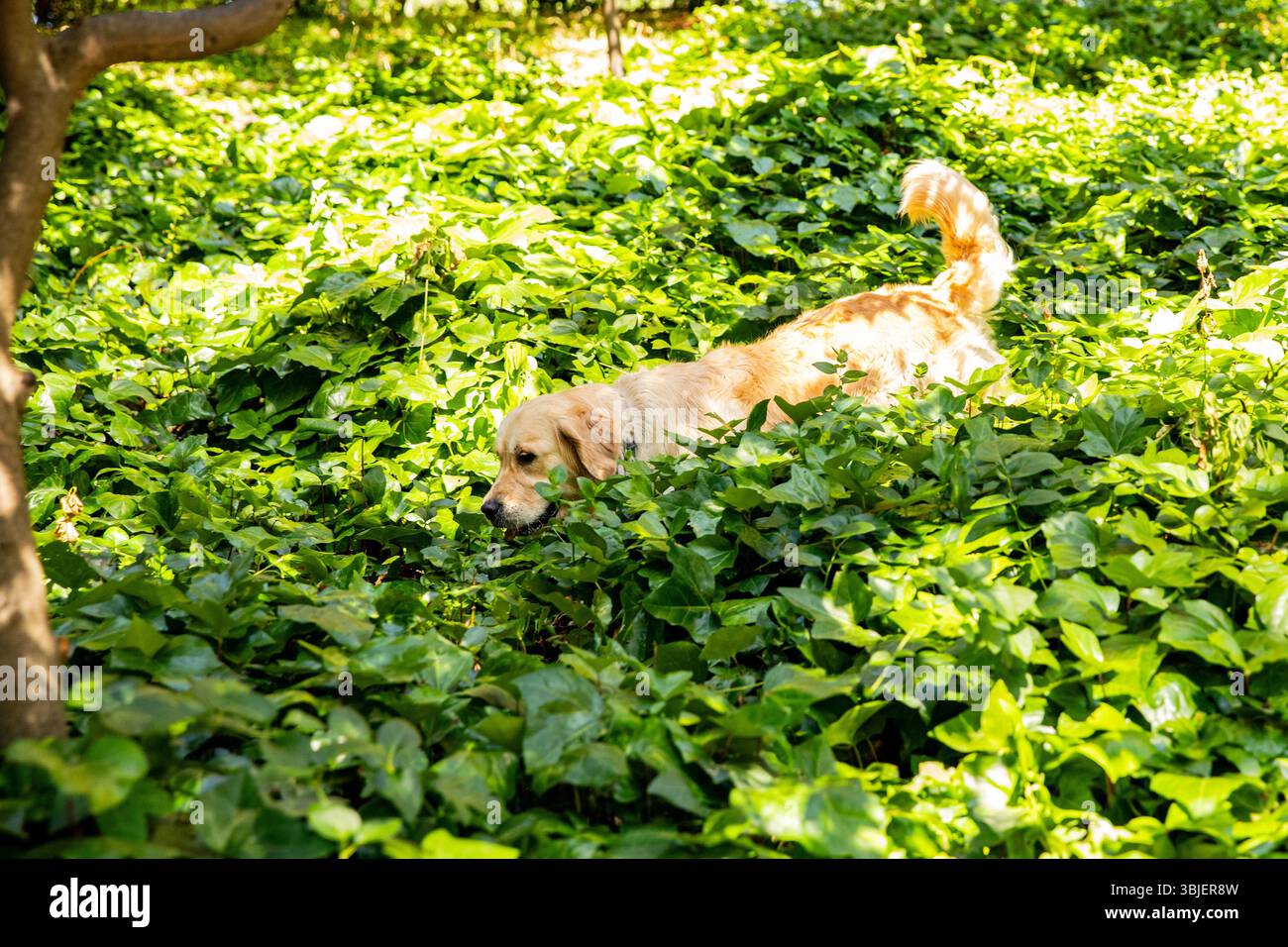 Ein sonniger Hund unter Blättern, Ein Goldener Retriever im Park Stockfoto