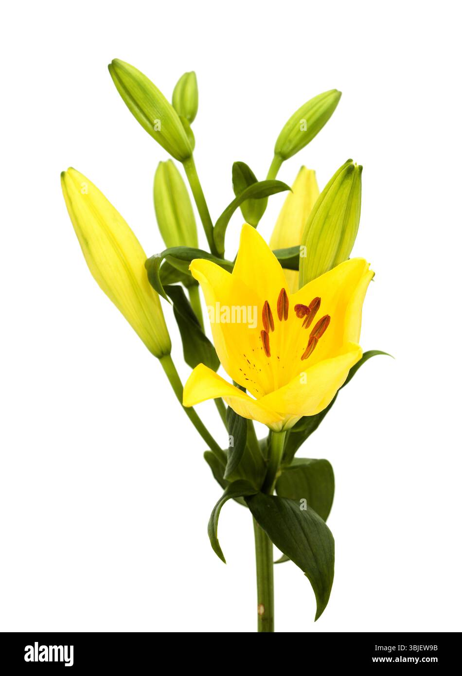 Gelbe Hybridlilie mit goldenen Sommersprossen, isoliert auf weißem Hintergrund Stockfoto