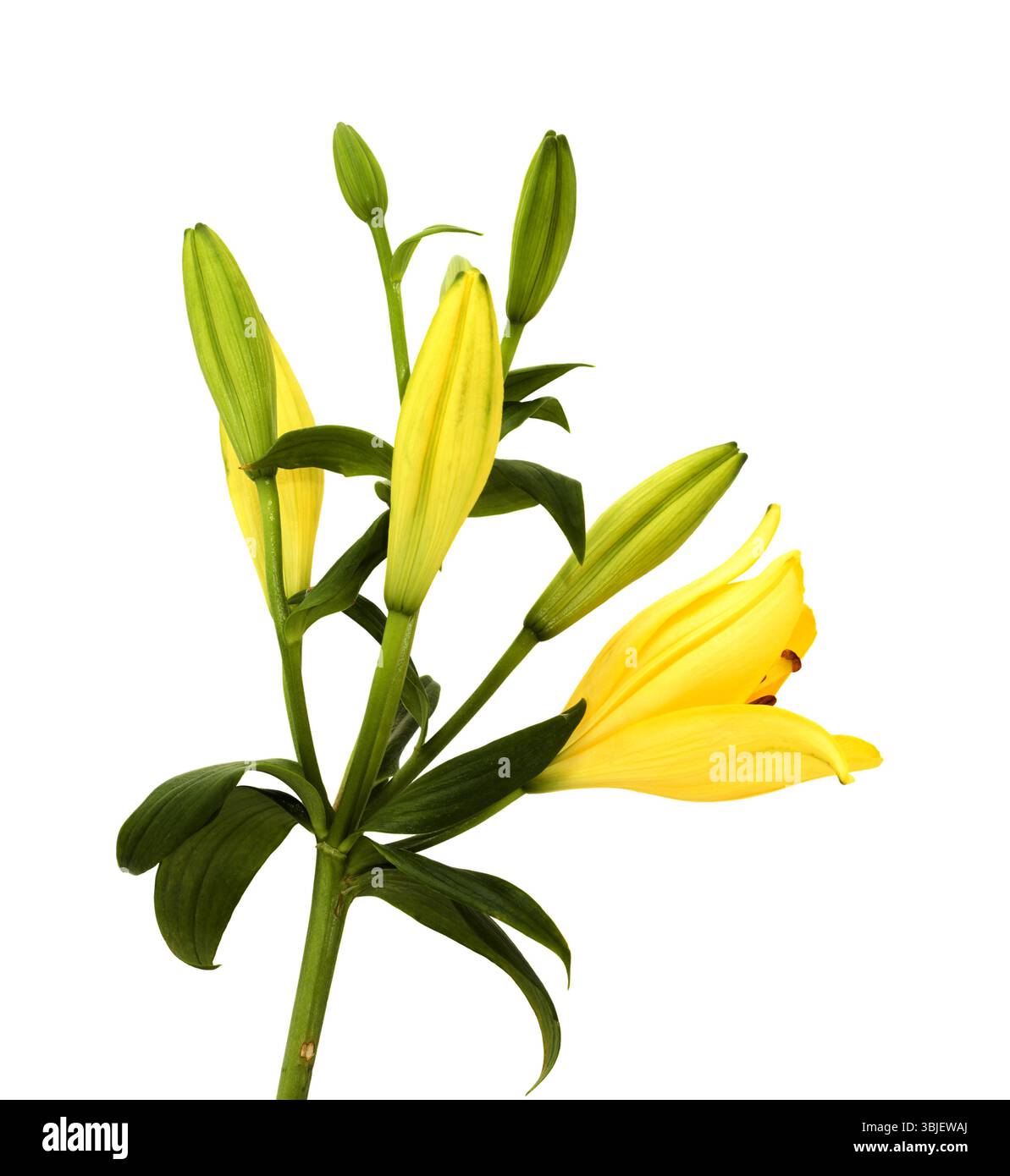 Gelbe Hybridlilie mit goldenen Sommersprossen, isoliert auf weißem Hintergrund Stockfoto
