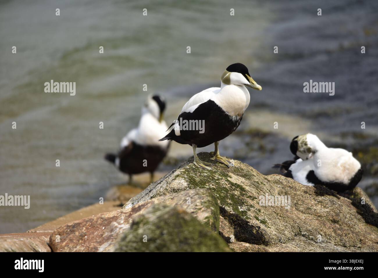 Nahaufnahme von drei Drake Eiders (Somateria mollissima), die auf Coastal Rock stehen, die sich auf beiden Seiten vor dem Hintergrund des Meeres befinden, Großbritannien im Mai Stockfoto