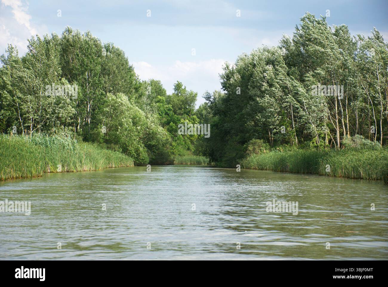 Der ruhige See Tisza fließt, üppige grüne Bäume und hohes Schilf in einem friedlichen Feuchtwald. Ruhe der Natur an einem hellen Sommertag. Dichter Joker. Stockfoto