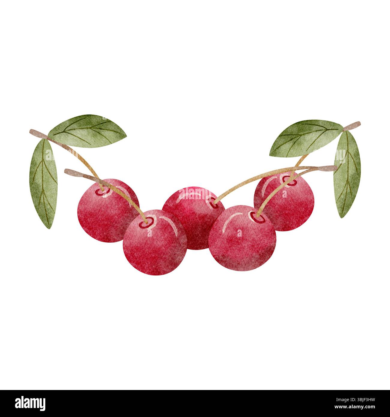 Aquarellillustration der Kirschkomposition saftige Frucht mit grünen Blättern Zweig Beeren rosa Hand gezeichnet auf isoliertem Hintergrund für Verpackungsdesign Stockfoto