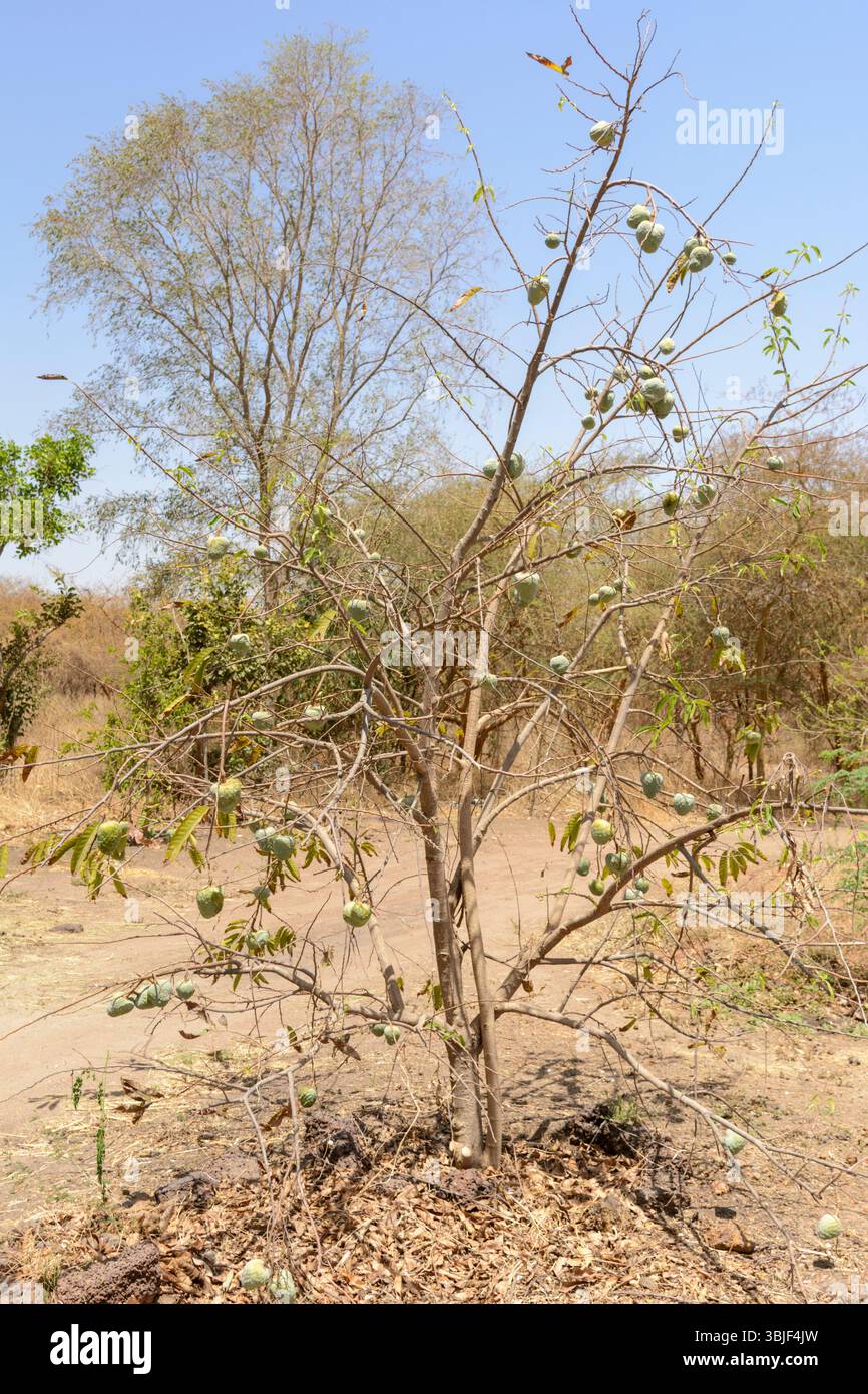 Afrikanischer Pudding-Apfelbaum (Annona senegalensis), Senegal, Westafrika Stockfoto