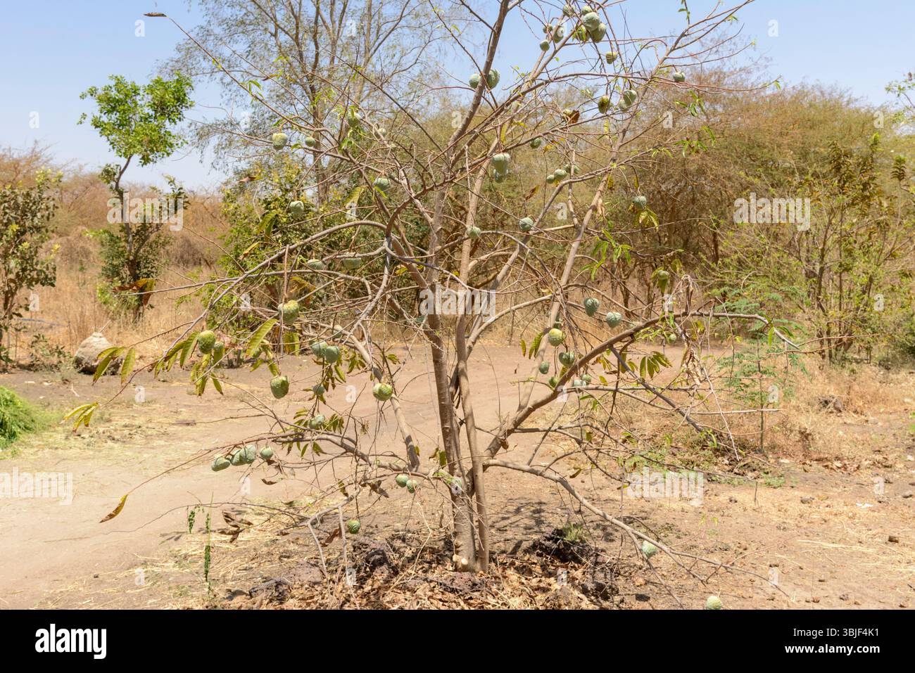 Afrikanischer Pudding-Apfelbaum (Annona senegalensis), Senegal, Westafrika Stockfoto