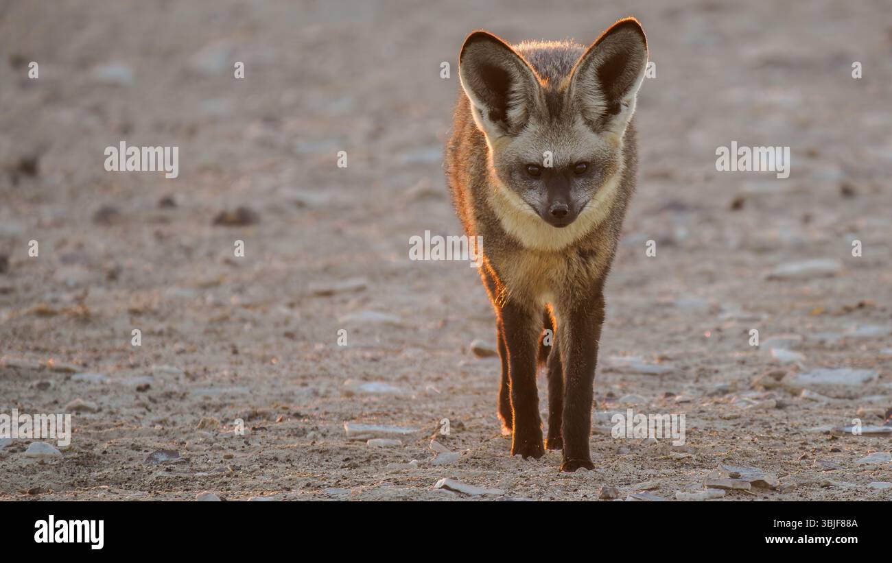 Fledermausohrfuchs (Otocyon megalotis) bei Sonnenuntergang, Makgadikgadi Pan, Kalahari Wüste, Botswana Stockfoto