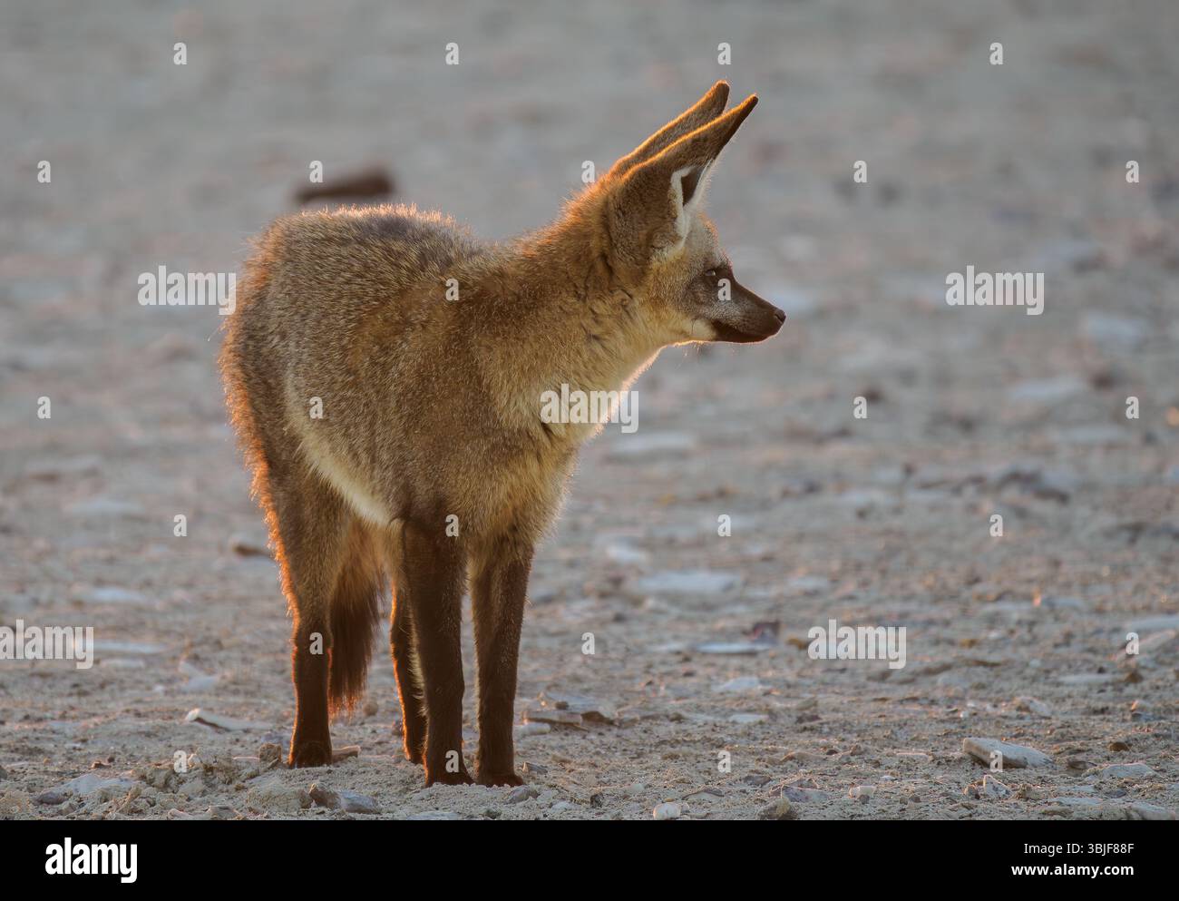 Fledermausohrfuchs (Otocyon megalotis) bei Sonnenuntergang, Makgadikgadi Pan, Kalahari Wüste, Botswana Stockfoto