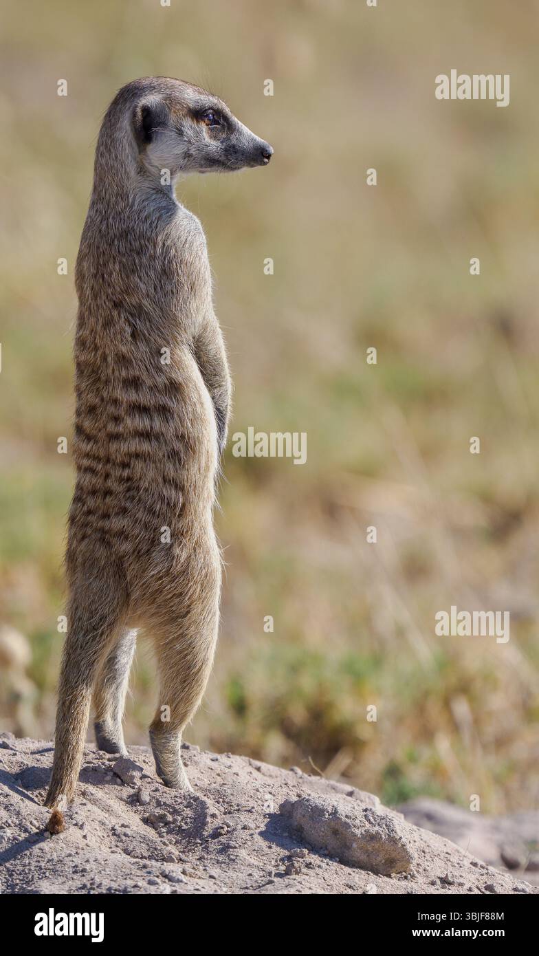 Erdmännchen (suricata suricatta) im Wachdienst, Kalahari, Botswana Stockfoto