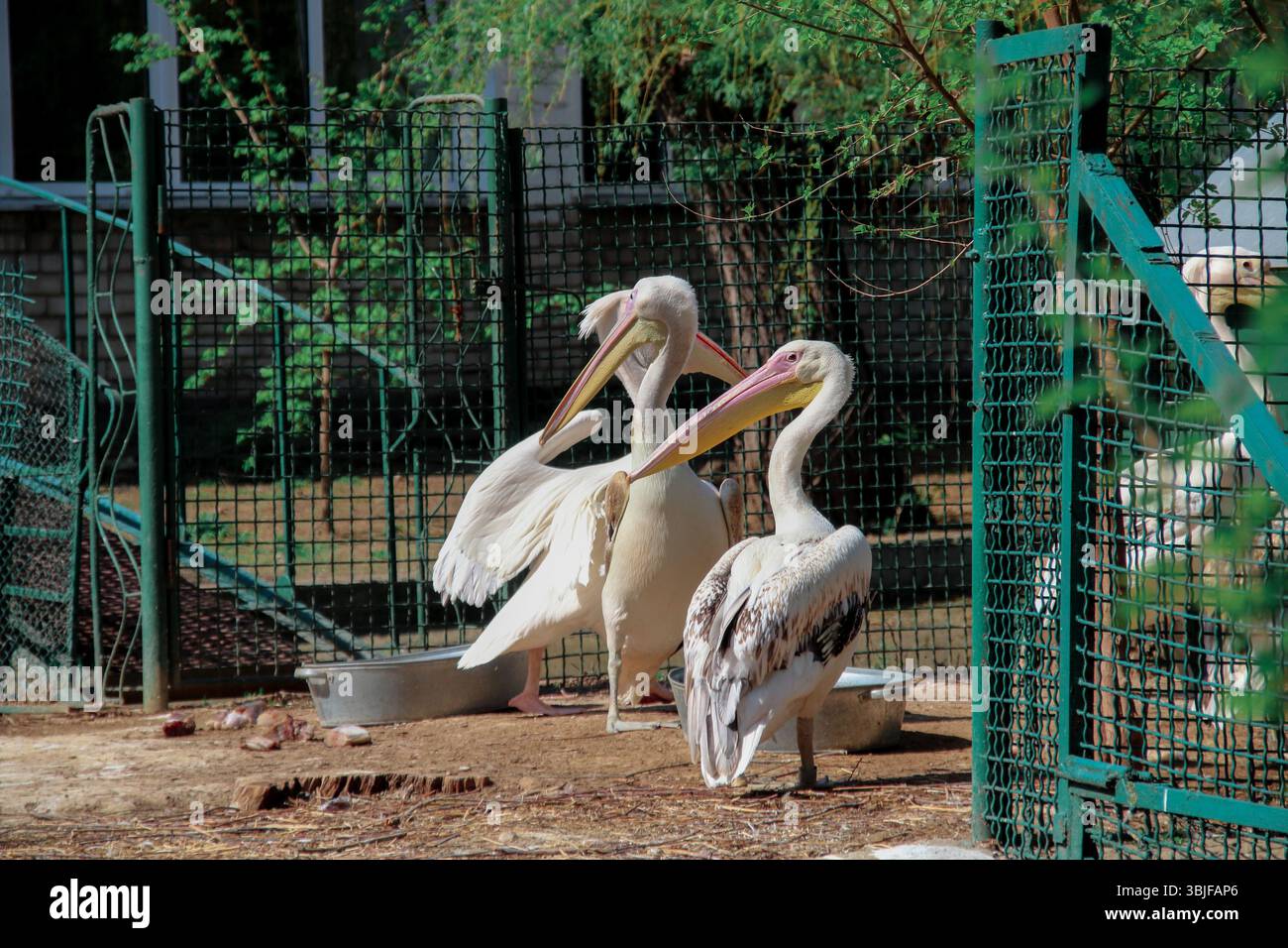 Eine Herde rosa Pelikane im Zoo Stockfoto