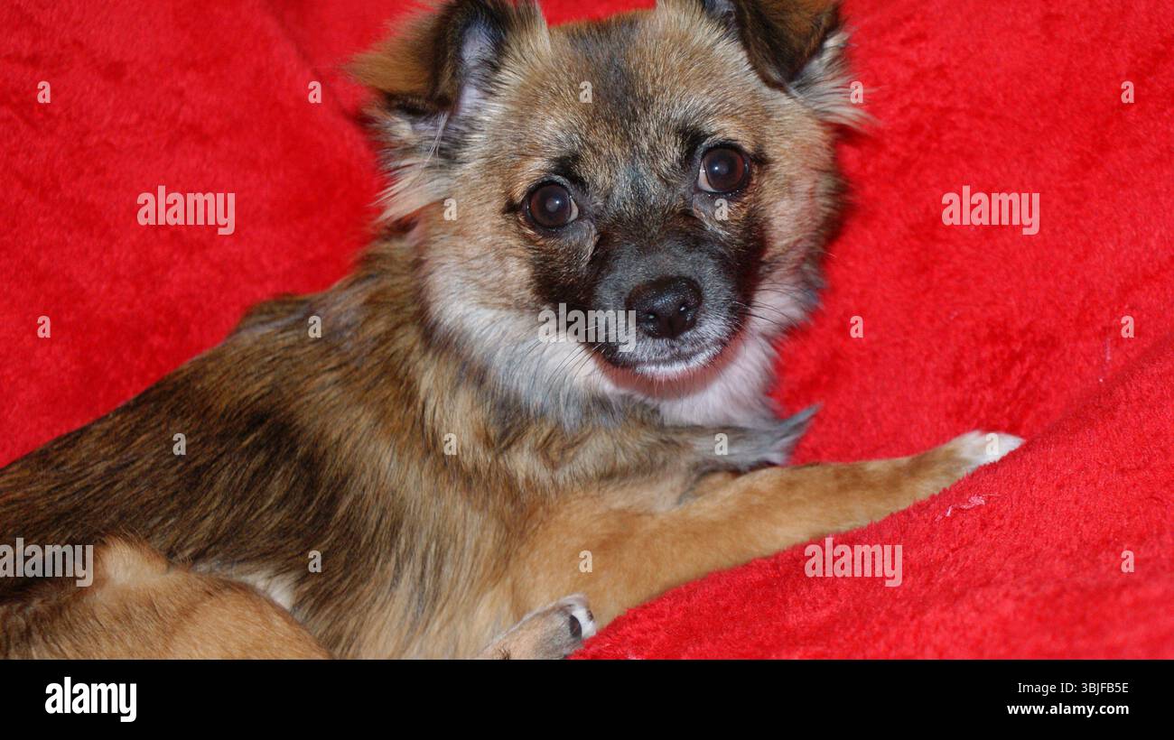 Yorkshire Terrier und Chihuahua mischen Welpen auf einer gemütlichen roten Decke. Ein süßer kleiner Hund, perfekt für Stockfotos, Lifestyle-Blogs oder Stockfoto